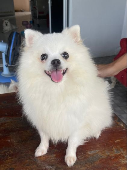 น้องหมา รูปที่ 7