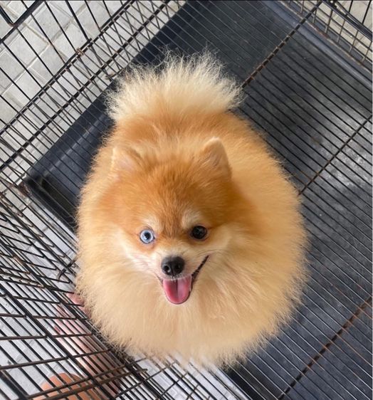 น้องหมา รูปที่ 6