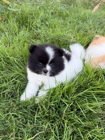 น้องหมา รูปที่ 5