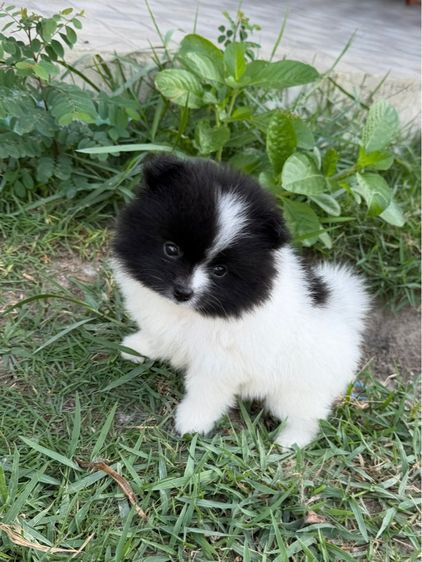 น้องหมา รูปที่ 3