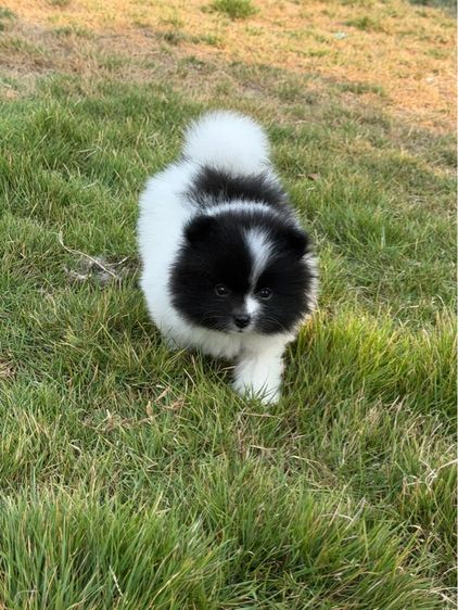 น้องหมา รูปที่ 2