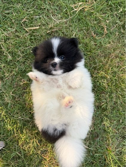 น้องหมา รูปที่ 4