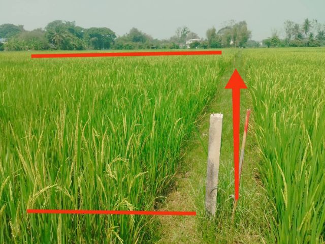 ใช่ ขายที่ดิน นาข้าว 274 ตรว. พิกัด บ้านบวกห้า อ.หางดง จ.เชียงใหม่ รูปที่ 3