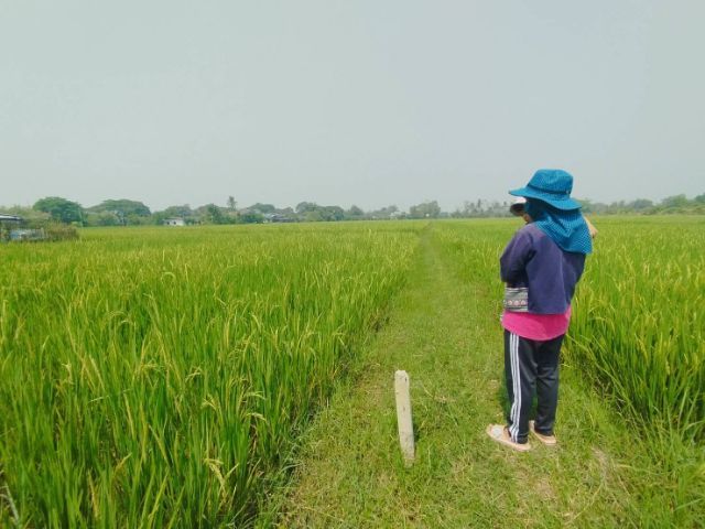 ใช่ ขายที่ดิน นาข้าว 274 ตรว. พิกัด บ้านบวกห้า อ.หางดง จ.เชียงใหม่ รูปที่ 4