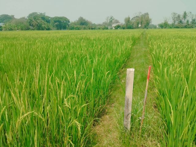 ใช่ ขายที่ดิน นาข้าว 274 ตรว. พิกัด บ้านบวกห้า อ.หางดง จ.เชียงใหม่ รูปที่ 2