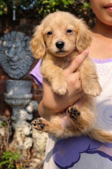 ดัชชุนขนยาวไซส์มินิเพศผู้และเมียสีครีมและน้ำตาลครีม รูปที่ 2