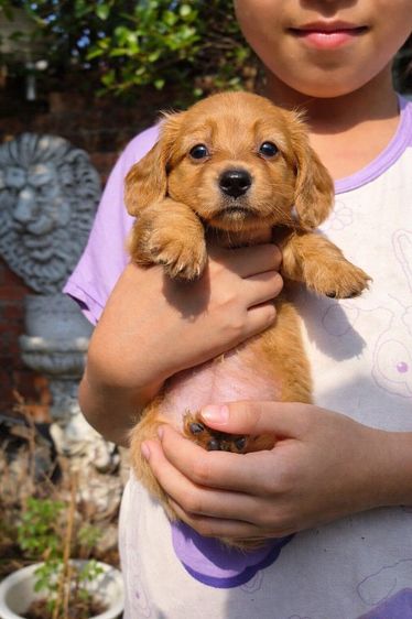 ดัชชุน (Dachshund) เล็ก ดัชชุนขนยาวไซส์มินิเพศผู้และเมียสีครีมและน้ำตาลครีม
