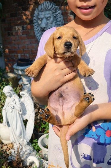 ดัชชุน (Dachshund) เล็ก ดัชชุนขนสองชั้นไซส์มินิสีน้ำตาลครีมเพศผู้และเมีย