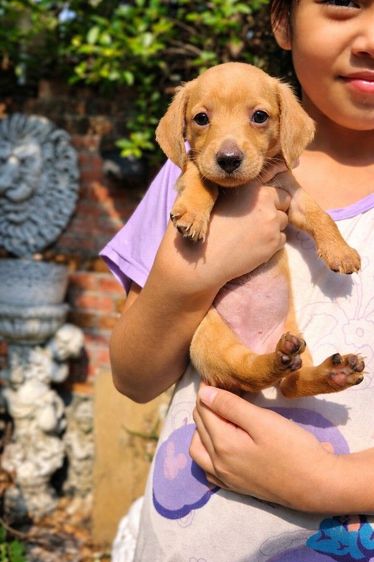 ดัชชุนขนสองชั้นไซส์มินิสีน้ำตาลครีมเพศผู้และเมีย รูปที่ 2