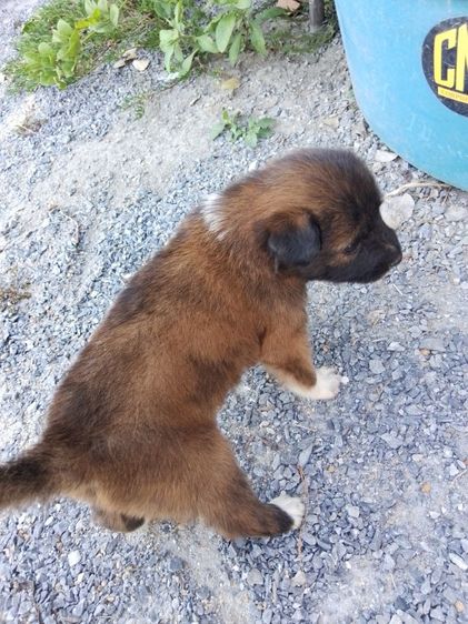 แก้วเด้น รูปที่ 3