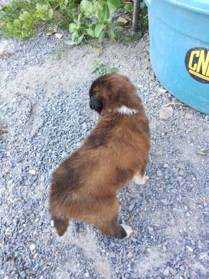 แก้วเด้น