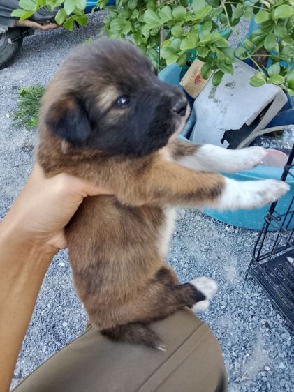 แก้วเด้น รูปที่ 2