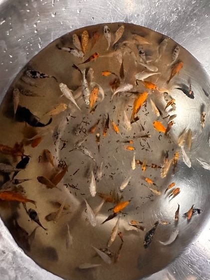 ปลาบอลลูน รูปที่ 3