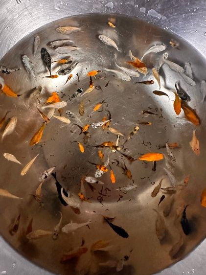 ปลาบอลลูน รูปที่ 2