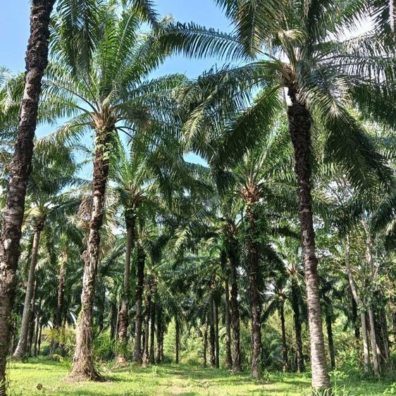 สวนปาล์ม รูปที่ 3