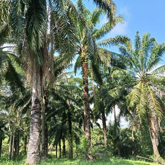 สวนปาล์ม รูปที่ 2