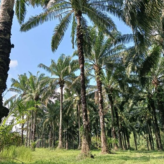 สวนปาล์ม