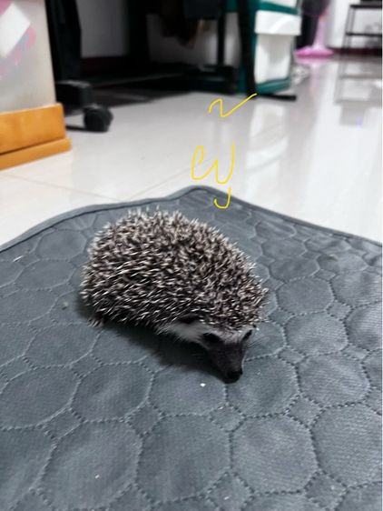 เม่นแคระ (hedgehog) รูปที่ 2