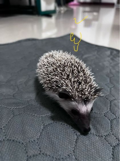 เม่นแคระ (hedgehog) รูปที่ 5