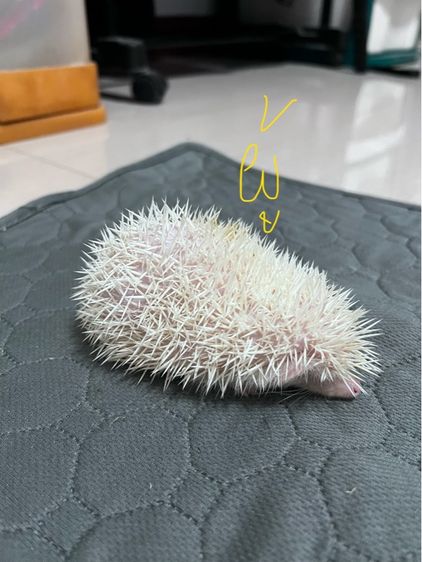 เม่นแคระ (hedgehog)