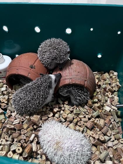 เม่นแคระ (hedgehog) รูปที่ 8