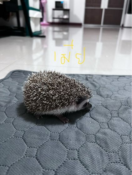 เม่นแคระ (hedgehog) รูปที่ 3