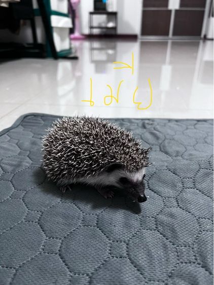 เม่นแคระ (hedgehog) รูปที่ 4