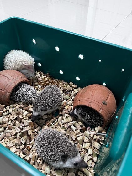 เม่นแคระ (hedgehog) รูปที่ 7