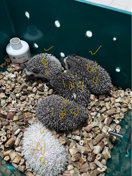 เม่นแคระ (hedgehog) รูปที่ 6