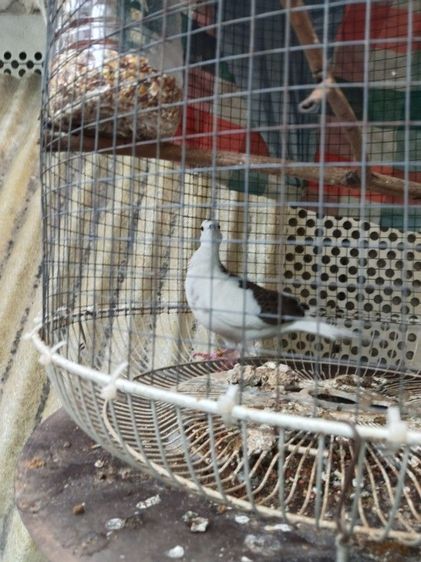 นกเขาใหญ่ด่าง