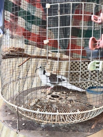 นกเขาใหญ่ด่าง รูปที่ 4