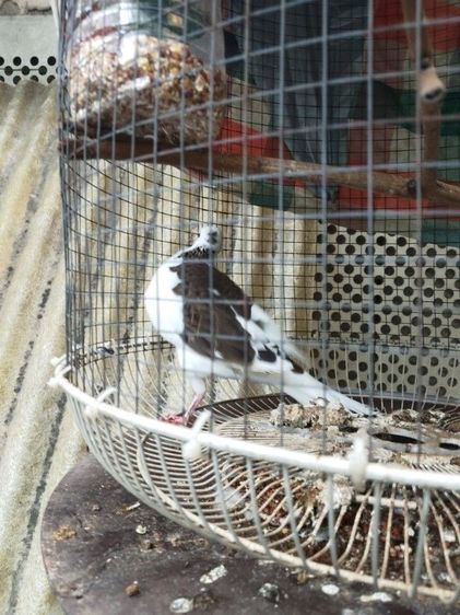 นกเขาใหญ่ด่าง รูปที่ 2