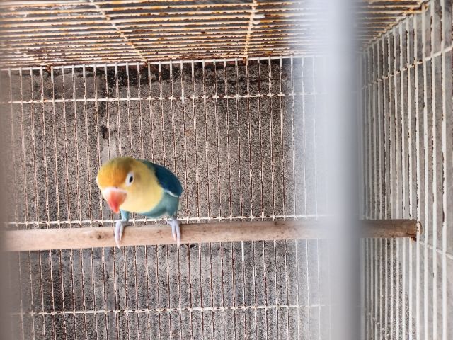 นกเลิฟเบิร์ด รูปที่ 3