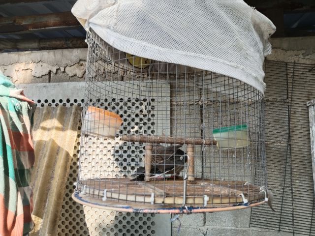 นกเลิฟเบิร์ด รูปที่ 6