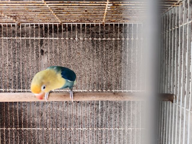 นกเลิฟเบิร์ด รูปที่ 5