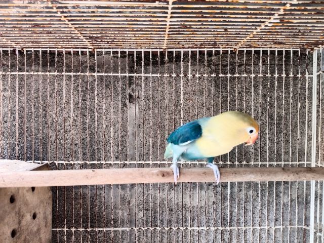 นกเลิฟเบิร์ด รูปที่ 4