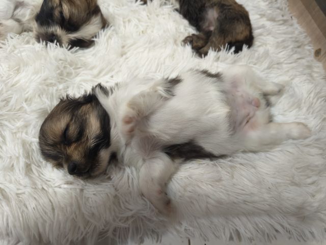 ลูกสุนัขพันธุ์เล็กตัวเมีย2ตัวผู้1อายุ1เดือน รูปที่ 4