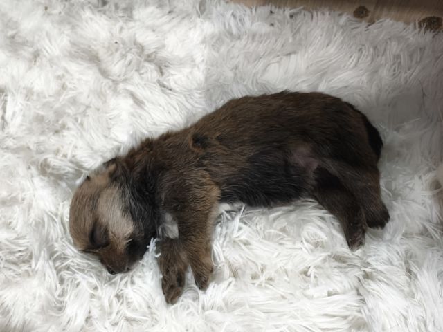 ลูกสุนัขพันธุ์เล็กตัวเมีย2ตัวผู้1อายุ1เดือน รูปที่ 6