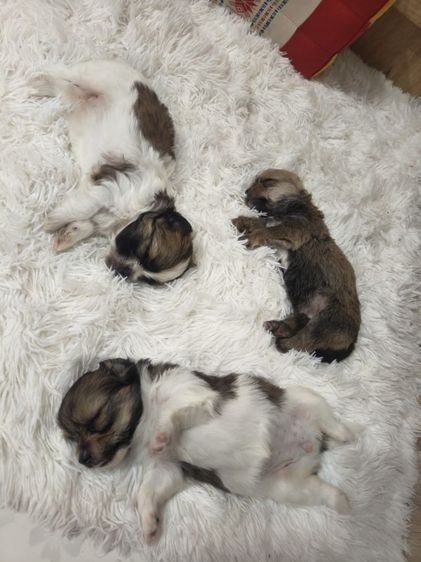 ลูกสุนัขพันธุ์เล็กตัวเมีย2ตัวผู้1อายุ1เดือน รูปที่ 3