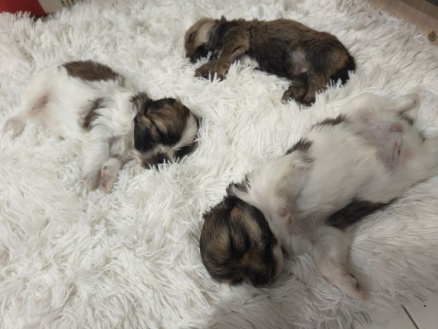 ลูกสุนัขพันธุ์เล็กตัวเมีย2ตัวผู้1อายุ1เดือน รูปที่ 2