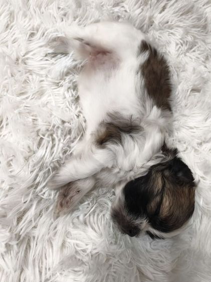 ลูกสุนัขพันธุ์เล็กตัวเมีย2ตัวผู้1อายุ1เดือน รูปที่ 5