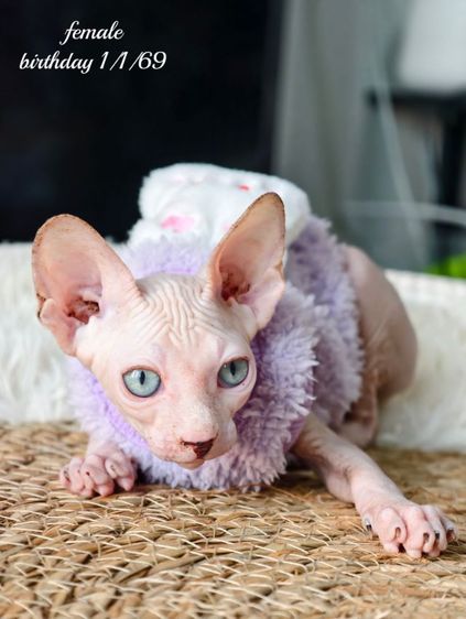 Sphynx Cat ดญ3 ดช1  รูปที่ 5