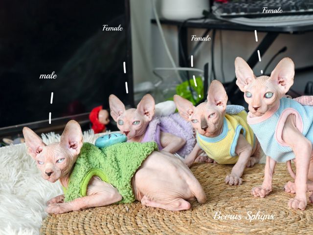 Sphynx Cat ดญ3 ดช1 