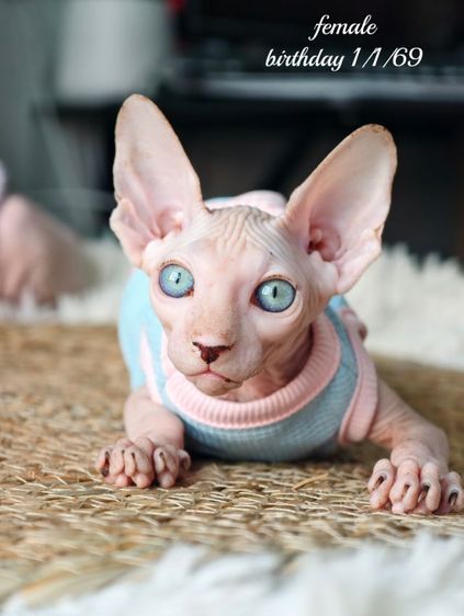 Sphynx Cat ดญ3 ดช1  รูปที่ 4