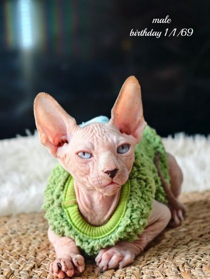 Sphynx Cat ดญ3 ดช1  รูปที่ 2