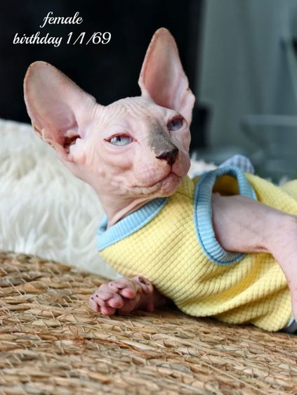 Sphynx Cat ดญ3 ดช1  รูปที่ 3