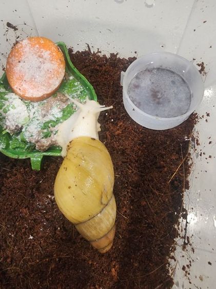 หอยทากมีตำหนิที่ก้นสาเหตุน้องตกลงมาเองค่ะ ไม่เป็นอันตรายค่ะขอคนรับได้ 