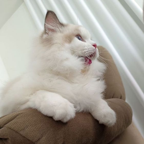 Ragdoll แท้ หุ่นหมี รูปที่ 2