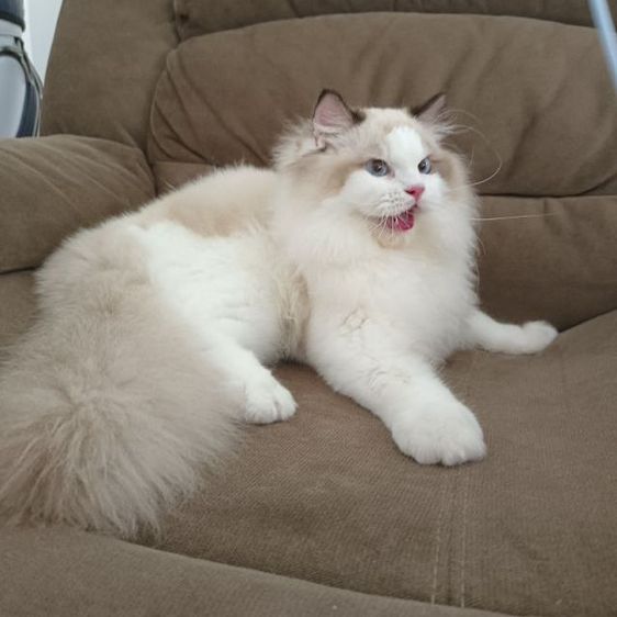 Ragdoll แท้ หุ่นหมี รูปที่ 4