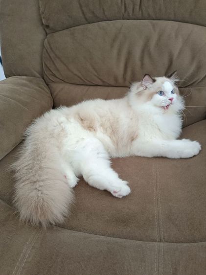 Ragdoll แท้ หุ่นหมี รูปที่ 3